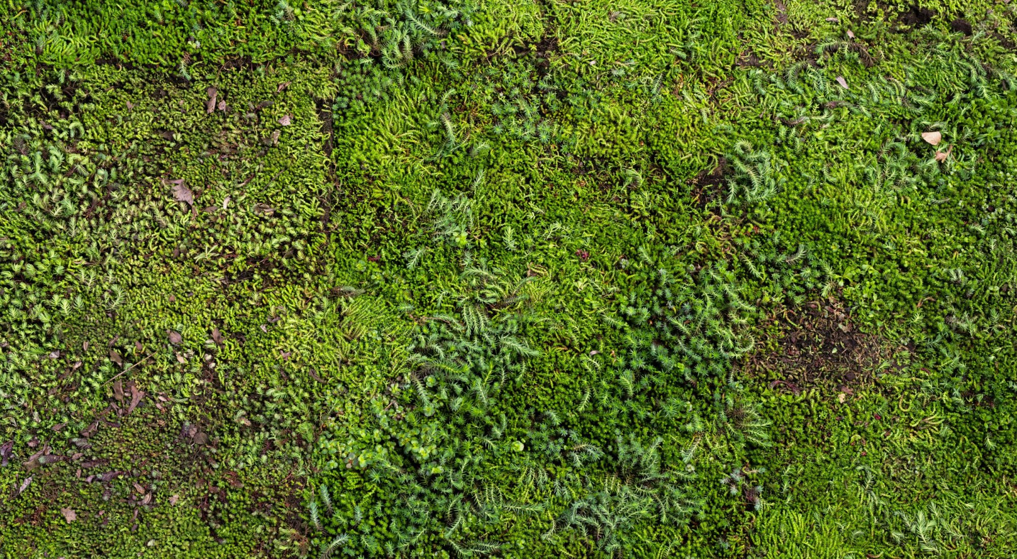 achtergrond afbeelding bij artikel Groene daken