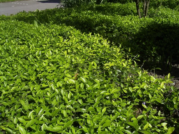 foto kleine maagdenpalm