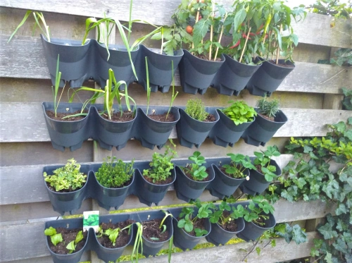 Afbeelding als illustratie bij artikel Een duurzame, onderhoudsarme (stads)tuin aanleggen