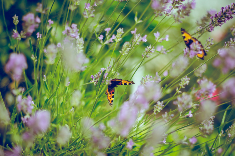 afbeelding wilde bloemen met vlinders