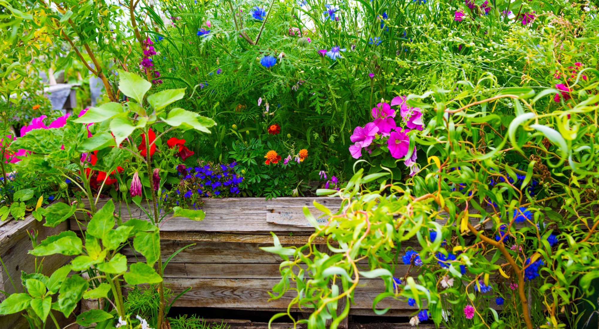 achtergrond afbeelding bij artikel Een duurzame, onderhoudsarme (stads)tuin aanleggen