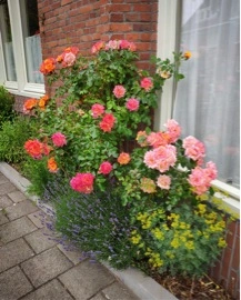 Foto van een groene gevel met rozen