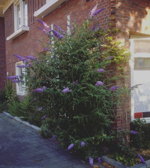 foto van een geveltuin