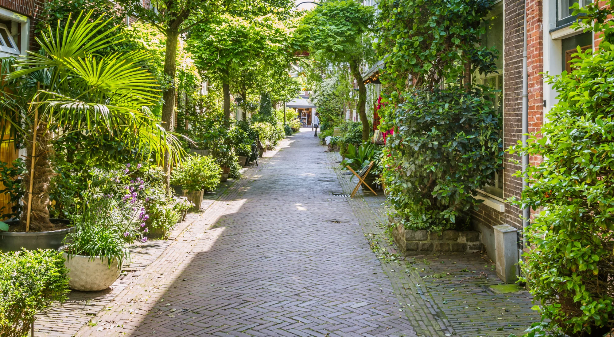 achtergrond afbeelding bij artikel Een geveltuin aanleggen. De voordelen, geschikte planten en tips.