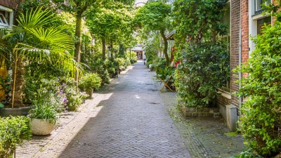 preview afbeelding bij artikel Een geveltuin aanleggen. De voordelen, geschikte planten en tips.