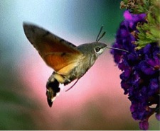 foto van kolibrievlinder