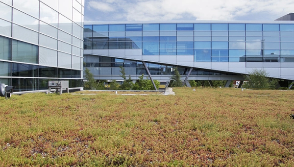 Sedumdak op het NHL gebouw in Leeuwarden