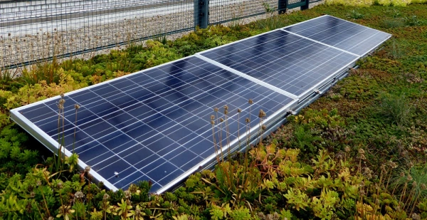 Afbeelding als illustratie bij artikel De voordelen van een groen dak aanleggen 