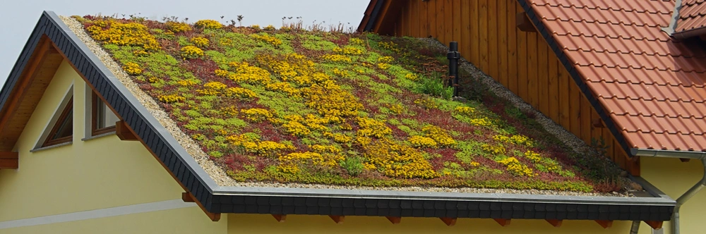 foto schuin dak met sedum