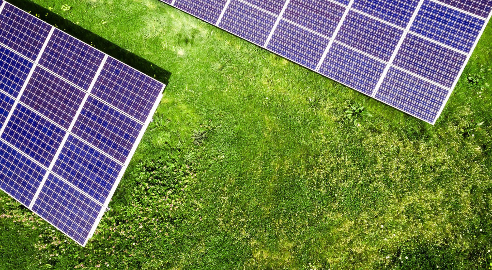 achtergrond afbeelding bij artikel Groen dak met zonnepanelen combineren