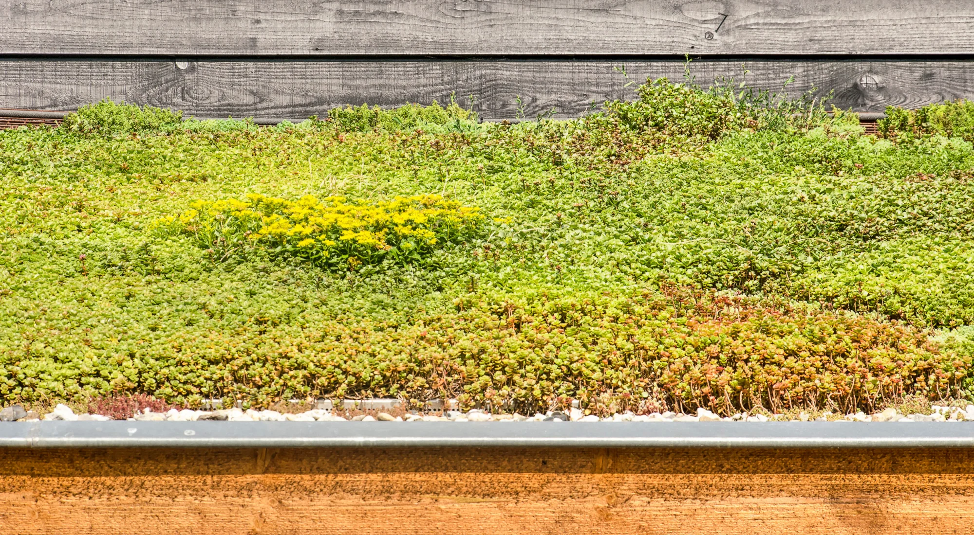 achtergrond afbeelding bij artikel Een sedumdak aanleggen. Is je dak geschikt?