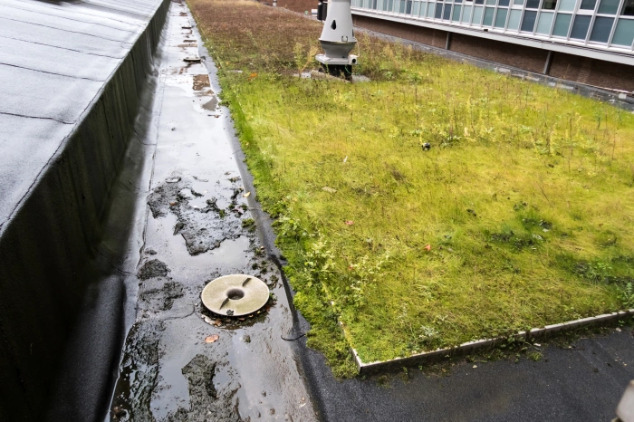 foto van een groendak met rondom een vegetatievrije zone