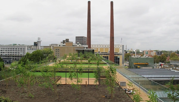 foto van een intensief groendak