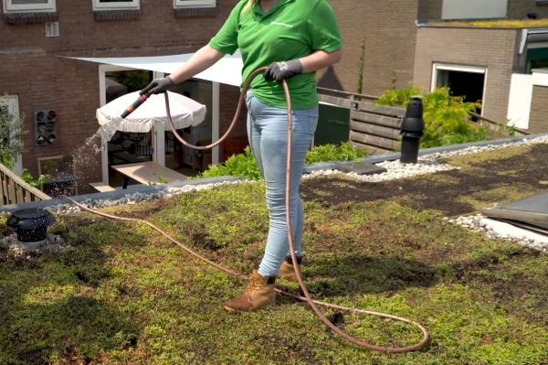foto watergeven op een groendak met tuinslang