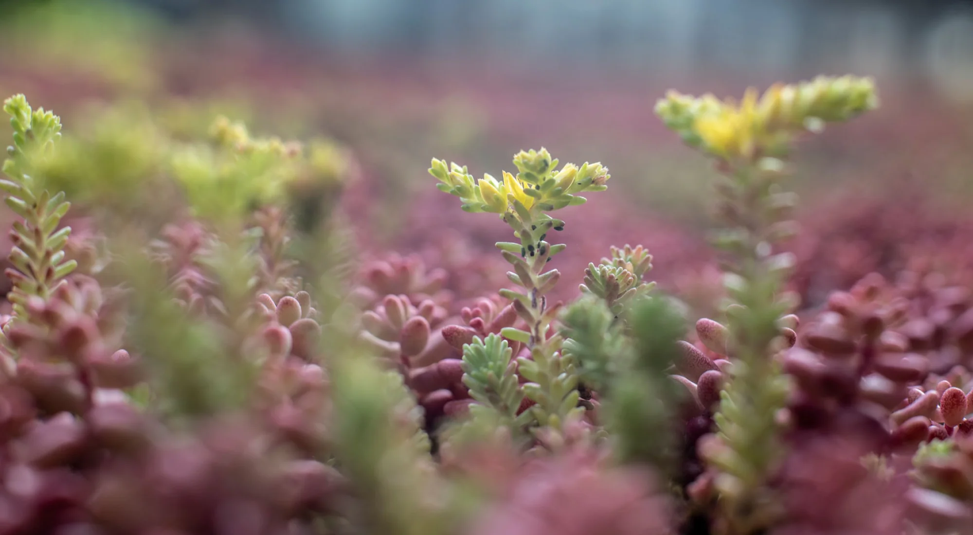 achtergrond afbeelding bij artikel Sedumdak onderhoud