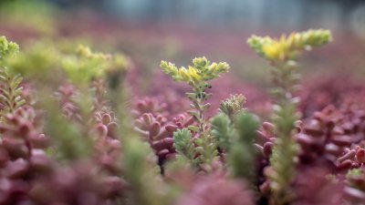 preview afbeelding bij artikel Sedumdak onderhoud