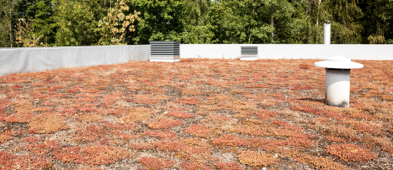 sedumdak met rode planten en uitdroging