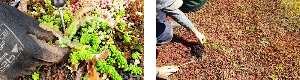 afbeelding van onkruid verwijderen met schroevendraaier