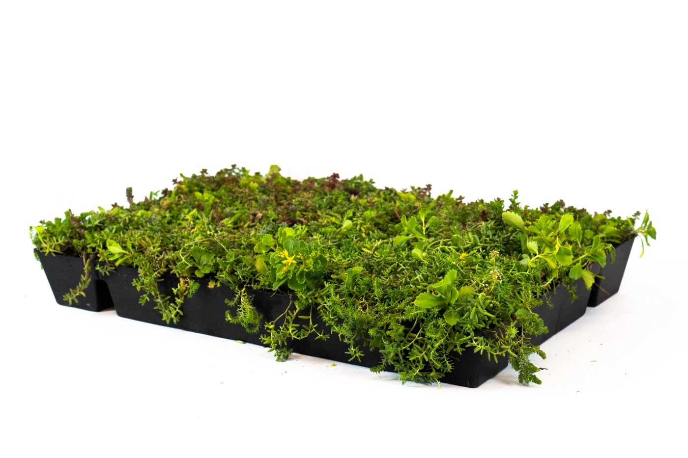 foto van een sedumcassette