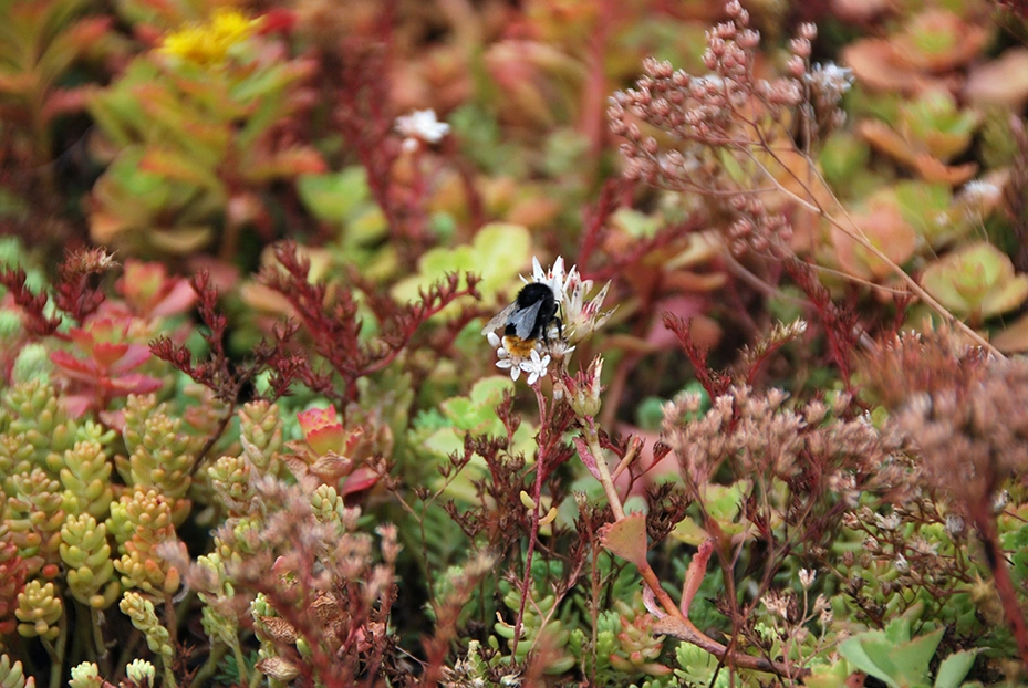 foto van sedumplanten met een bij