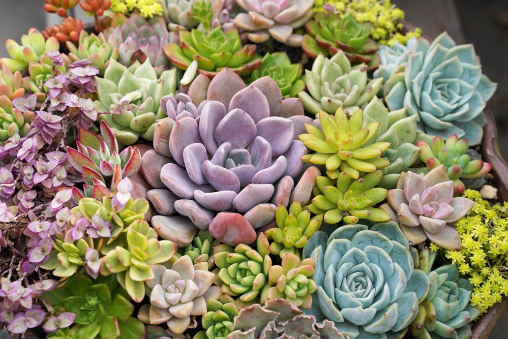 foto met sedumplanten