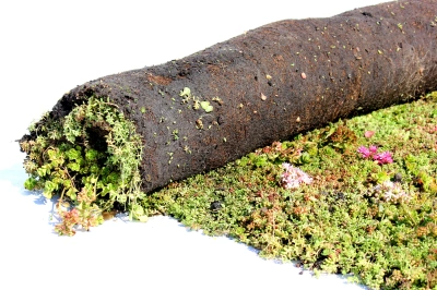 Afbeelding als illustratie bij artikel De voordelen van een groen dak aanleggen 