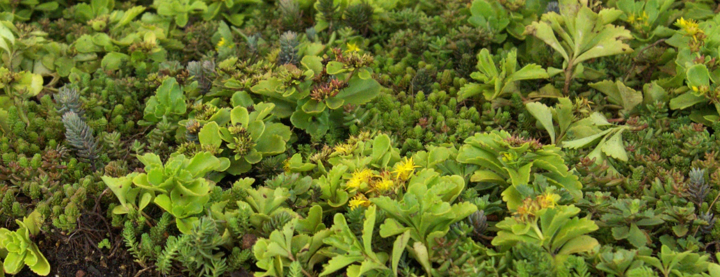 foto sedumplanten