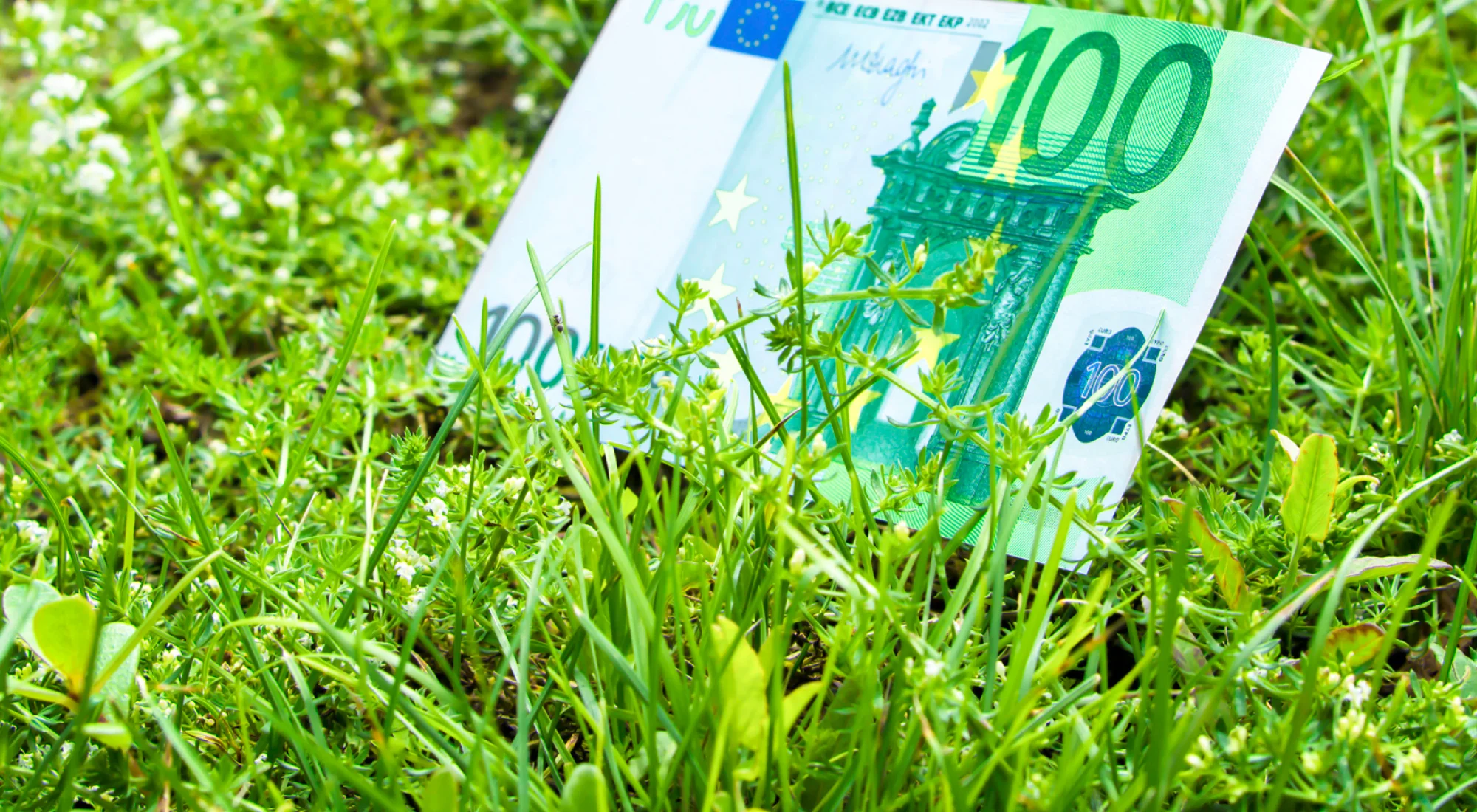 achtergrond afbeelding bij artikel Subsidies voor groene daken