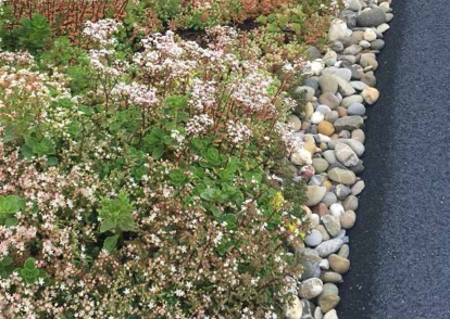 foto van een grindrand rondom sedumdak