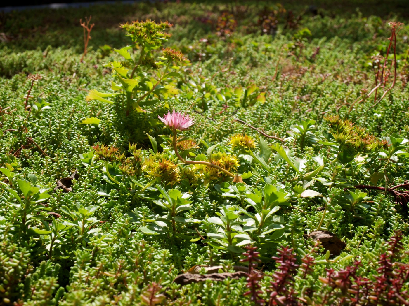 foto van een vetplant in bloei op een sedumdak