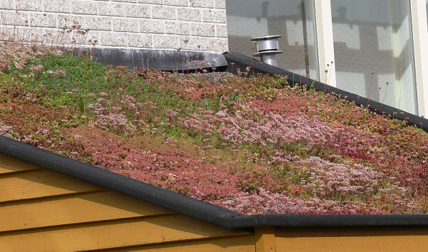 Afbeelding als illustratie bij artikel De voordelen van een groen dak aanleggen 