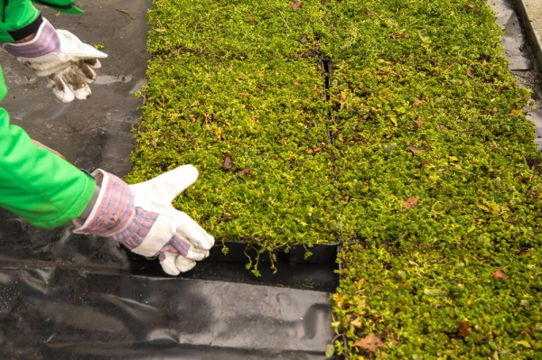 foto neerleggen sedumcassettes op een dak