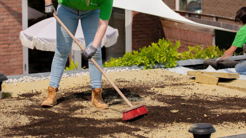 preview afbeelding bij artikel Zelf een groen sedumdak maken