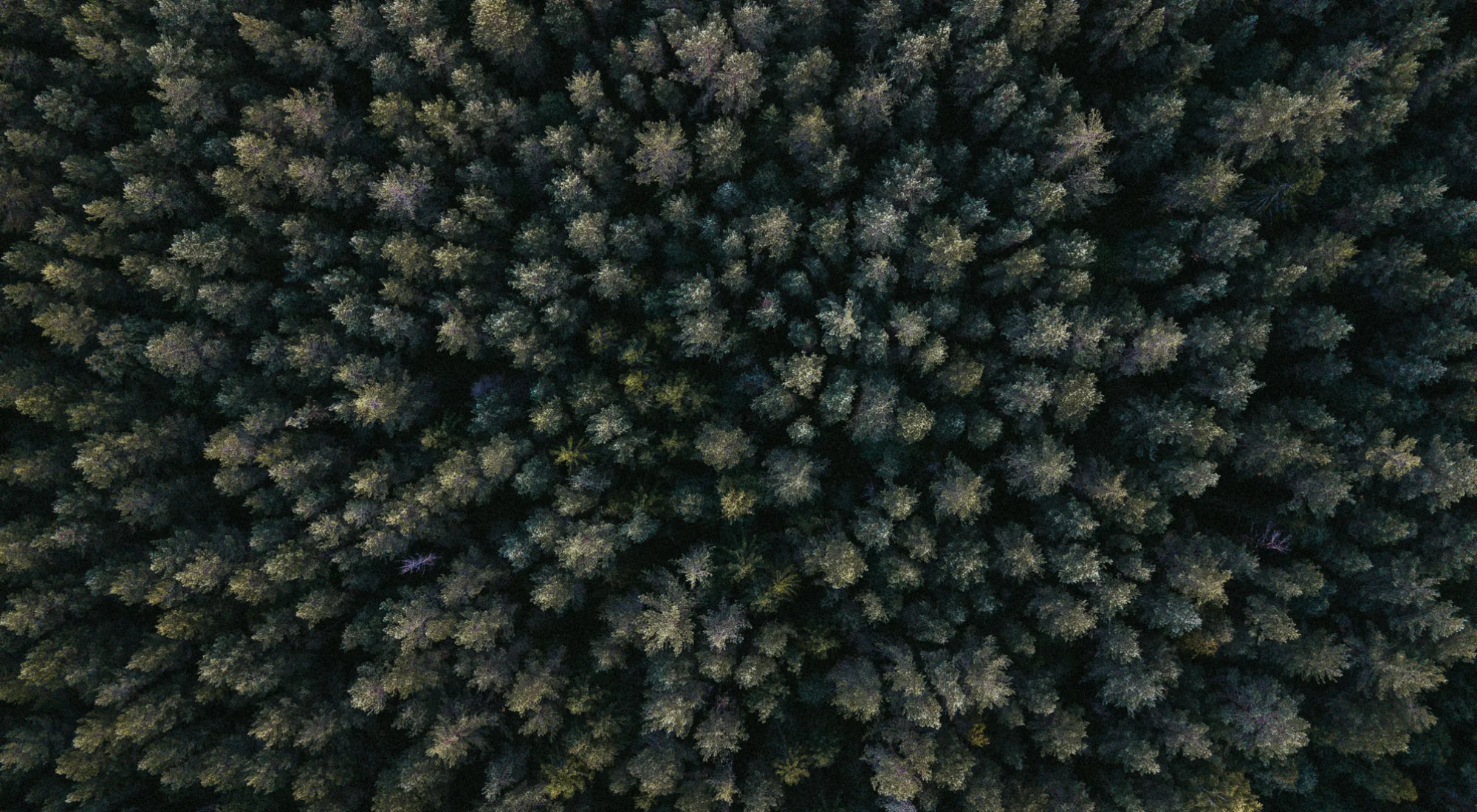 achtergrond afbeelding bij artikel Trees for All: CO₂-compensatie door bomen te planten