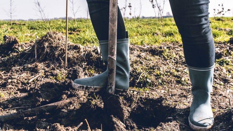 preview afbeelding bij artikel Trees for All: CO₂ compenseren door bomen te planten