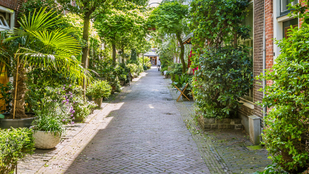 foto groene straat in haarlem