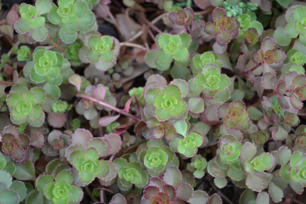 foto sedumplantjes
