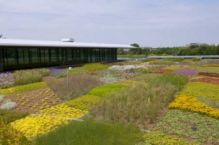 foto intensief groene daktuin