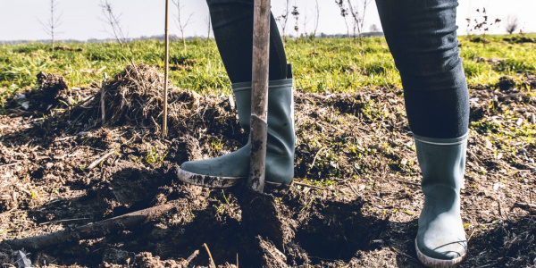 Afbeelding als illustratie bij artikel Trees for All: CO₂ compenseren door bomen te planten